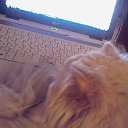 ���� �������, ����������, 71 ��� - ��������� 4 ���� 2013 � ������ ����� ��� ������������