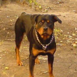 ����, �����-���������, 45 ���