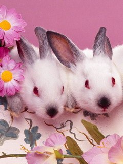 ���������, �����������-��-�����, 32 ����