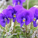 ���� ���������, ������, 72 ���� - ��������� 4 ���� 2012