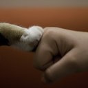 ���� ��������, ������, 43 ���� - ��������� 4 ��� 2013