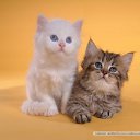 ���� ����, ������, 42 ���� - ��������� 2 ������ 2011