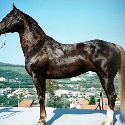 ���� ����, ����, 40 ��� - ��������� 12 ������ 2010