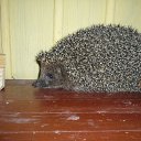  , -, 40  -  16  2011     