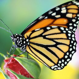 ���� ����, ������, 35 ��� - ��������� 15 ���� 2012