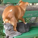 ���� ����� - ���������� ��������!!!, �����������, 56 ��� - ��������� 31 ������� 2009 � ������ �����Ȼ