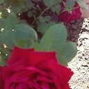 ���� �� ������� �RoadKing�