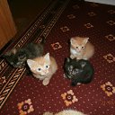 ���� ������, �����, 52 ���� - ��������� 1 ���� 2013 � ������ ����� ��� ������������