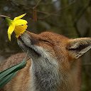 ���� ���(54rus), �����������, 49 ��� - ��������� 3 ������� 2012 � ������ �������