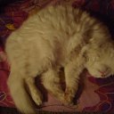 ���� �������, �����-���������, 61 ��� - ��������� 12 ������ 2011 � ������ ���� �����