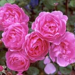 ���� �������, �������, 56 ��� - ��������� 8 ������� 2011