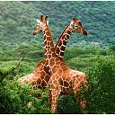 ���� �����, ������, 26 ��� - ��������� 25 ���� 2010 � ������ ���������