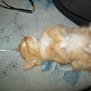 �������)) �� ������� ����� ��� ������������