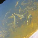 ���� �����, ������� �������� - ��������� 16 ������� 2011 � ������ ���� �����:�