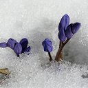 ���� ������-����������.))))))), ������ - ��������� 12 ������ 2012 � ������ �������