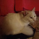 ���� �������, �����-���������, 61 ��� - ��������� 22 ���� 2010 � ������ ���� �����