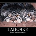 ���� ����@, ��������, 62 ���� - ��������� 4 ��� 2010 � ������ �������-��� ������� ����