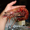 ���� �������, ������, 61 ��� - ��������� 13 ������� 2012 � ������ ���� ����������