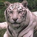 ���� ������, ������������ - ��������� 21 ������ 2013