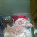  , , 42  -  10  2011   PetLove