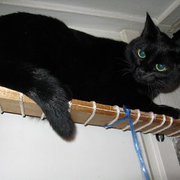 ���� �����, �����-��������� - ��������� 1 ������� 2011