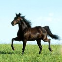 ���� "@����", �����-���������, 25 ��� - ��������� 26 ��� 2010 � ������ �������