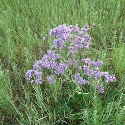 ���� �����, �������, 40 ��� - ��������� 12 �������� 2011