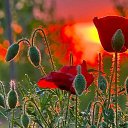 ���� Smile, ������, 55 ��� - ��������� 12 ������ 2010 � ������ ���� ����� � ������