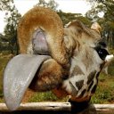 ���� Dmitry, �����-���������, 35 ��� - ��������� 29 ������ 2012