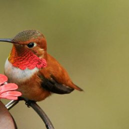 ���� ������, �������-���������, 37 ��� - ��������� 12 ��� 2011