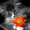  , , 48  -  5  2011   PetLove