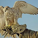 ���� �������, ������������, 53 ���� - ��������� 15 ���� 2012 � ������ ���� ����������