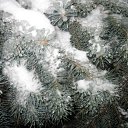 ���� Svetlana, ������, 59 ��� - ��������� 29 ������ 2011 � ������ ����������� ����������� 2011�