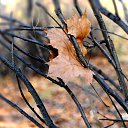 Autumn leaf maple... ������� ���� ��������... �� ������� �������