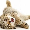 ���� A���, ��������, 41 ��� - ��������� 19 ������ 2010