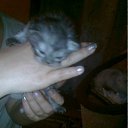  E.lena, , 62  -  15  2011     ...