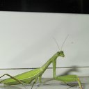 ���� �������, ���������, 40 ��� - ��������� 11 ������ 2012 � ������ �������