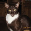 ���� ��������, ��������, 51 ��� - ��������� 20 ���� 2011 � ������ �߻