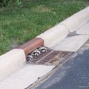  Lisfm (),  -  8  2009    