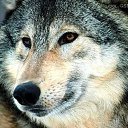 ���� ����, ��������, 49 ��� - ��������� 18 ������� 2010 � ������ �������