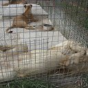 ���� Nik, �����, 63 ���� - ��������� 2 ���� 2012 � ������ ���� ���������