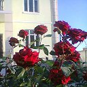 ��� ���, ��� ����...