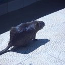 ���� ���������, �������, 62 ���� - ��������� 22 ���� 2012 � ������ �������