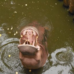 ���� ���������, ���������, 41 ��� - ��������� 23 ������ 2013