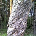 ���� ������, ������������, 53 ���� - ��������� 8 ������ 2011 � ������ ����������� �������� ����.�