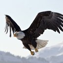 ���� �����, ���������, 33 ���� - ��������� 21 ������� 2011 � ������ ���� ����������