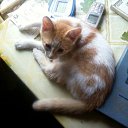 ���� �������, �����, 36 ��� - ��������� 19 ������� 2010 � ������ ����