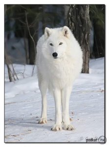 ���� Nn, ����-���, 68 ��� - ��������� 6 ������� 2011