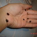    ?   ..., , 33  -  13  2010   