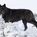 ���� �����, �����-���������, 54 ���� - ��������� 6 ����� 2012 � ������ ���� ����������